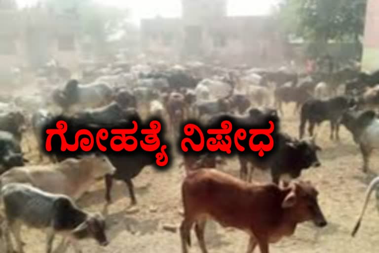 Karnataka anti-cow slaughter law effective from today