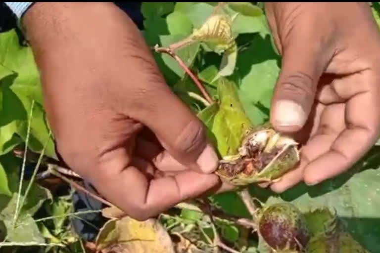 nanded agriculture department on pink bollworm of cotton crop