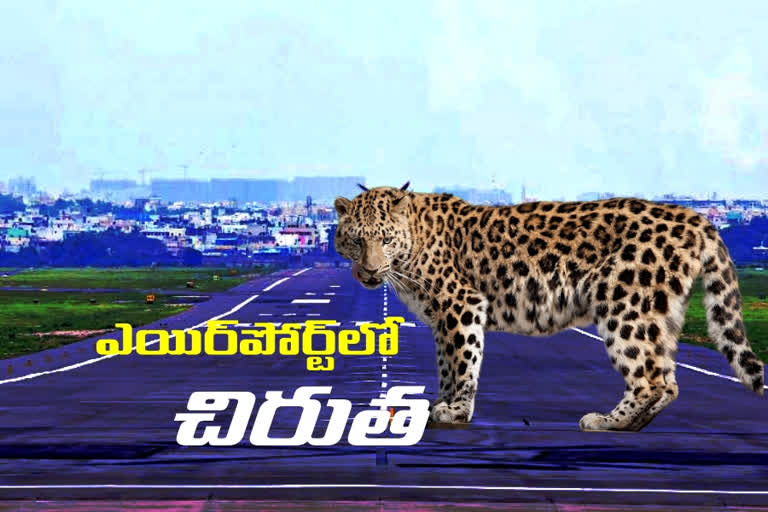 tiger-roaming-around-at-shamshabad-airport-in-rangareddy-district