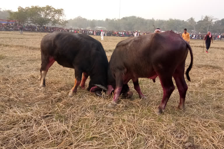 BUFFALO FIGHTS AT KAMPUR