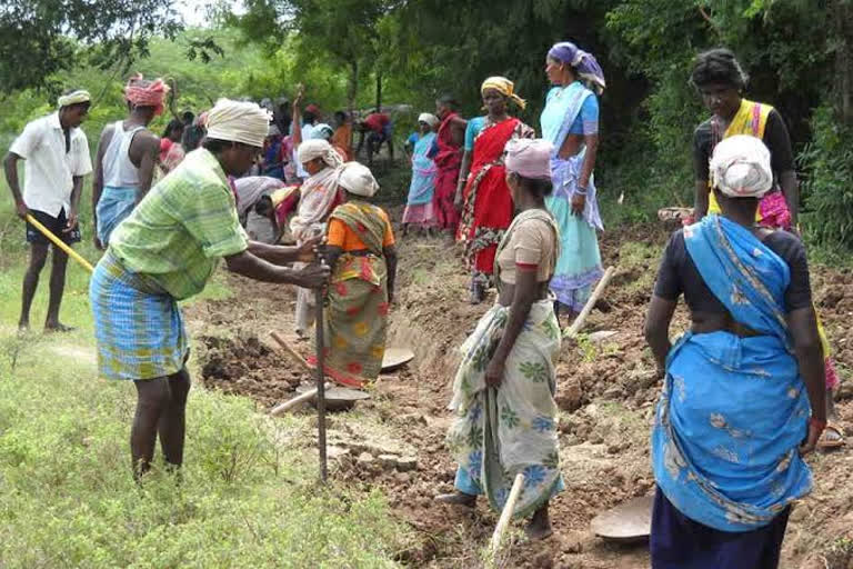 പാലക്കാട് തൊഴിലുറപ്പ് സജീവം  പാലക്കാട് തൊഴിലുറപ്പ്  പാലക്കാട്  palakkadu  palakkadu NREG act  National Rural Employment Guarantee act