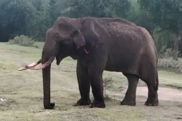 Injured elephant