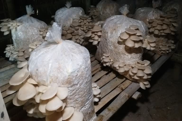 Oyster Mushroom