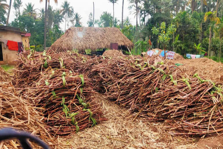 marayoor jaggery production in crisis  മറയൂർ ശർക്കര നിർമാണം പ്രതിസന്ധിയിൽ  മറയൂർ ശർക്കരക്ക് വിലയില്ല  demand for marayoor jaggery