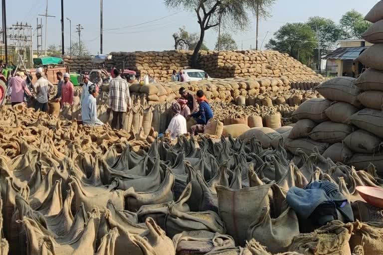 Problem of paddy transporting