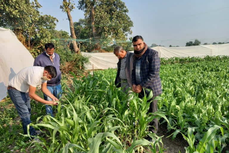 Rabi crops inspection in chittorgarh, चित्तौड़गढ़ में रबी की फसलों का निरीक्षण
