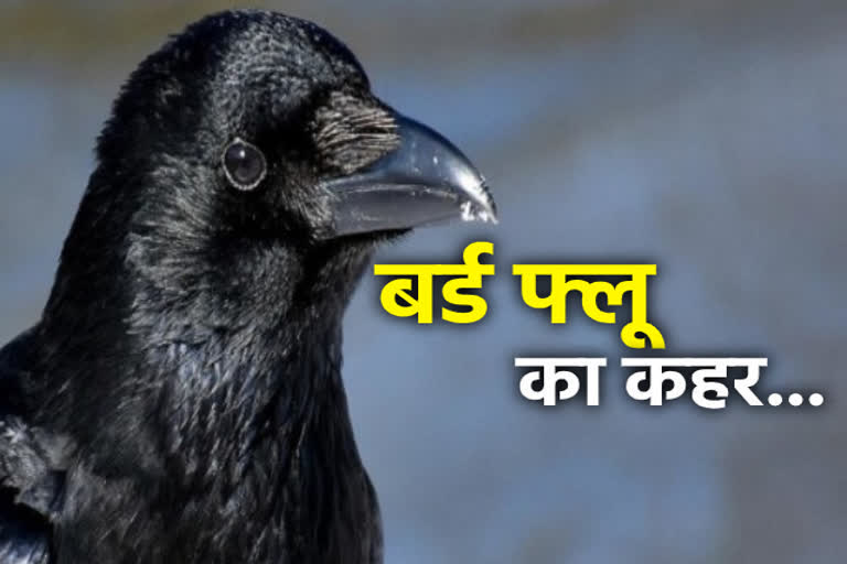 4936 birds died in pong dam