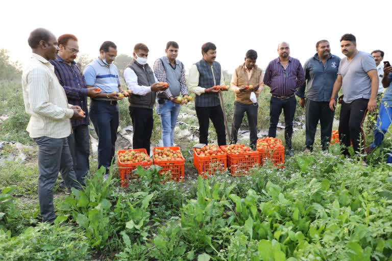 Farmer earned two lakhs profit by planting tomatoes in Hoshangabad