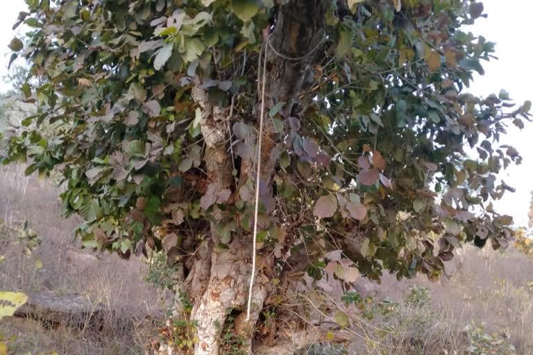 Dead body found hanging on tree