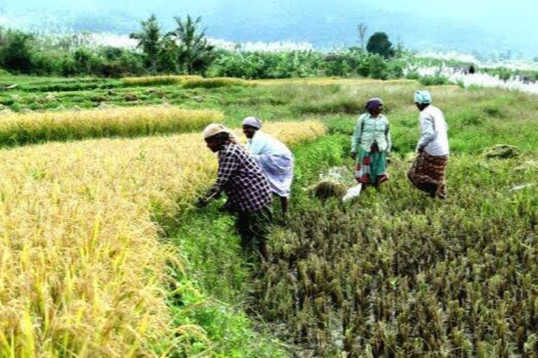 Beginning of paddy procurement  ജില്ലയിൽ രണ്ടാംവിള നെല്ല് സംഭരണത്തിന്‌ തുടക്കമായി  പട്ടാമ്പി  തൃത്താല  മണ്ണാർക്കാട്  പാലക്കാട്  പാലക്കാട് വാർത്തകൾ  palakkad news