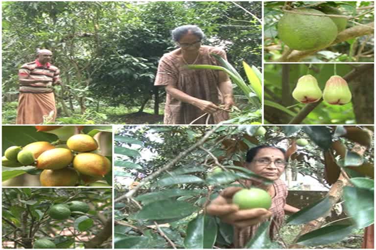 Cultivation of fruits at fifty cents  അമ്പത് സെന്‍റിൽ പഴവർഗങ്ങളുടെ കൃഷി  വിജയഗാഥ രചിച്ച് ഗോപാലകൃഷ്ണനും കുടുംബവും  എറണാകുളം  എറണാകുളം വാർത്തകൾ  ernakulam news  കോതമംഗലം  കോതമംഗലം വാർത്തകൾ