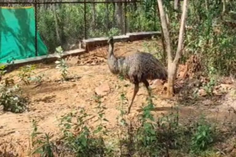 emu bird died at shimogga