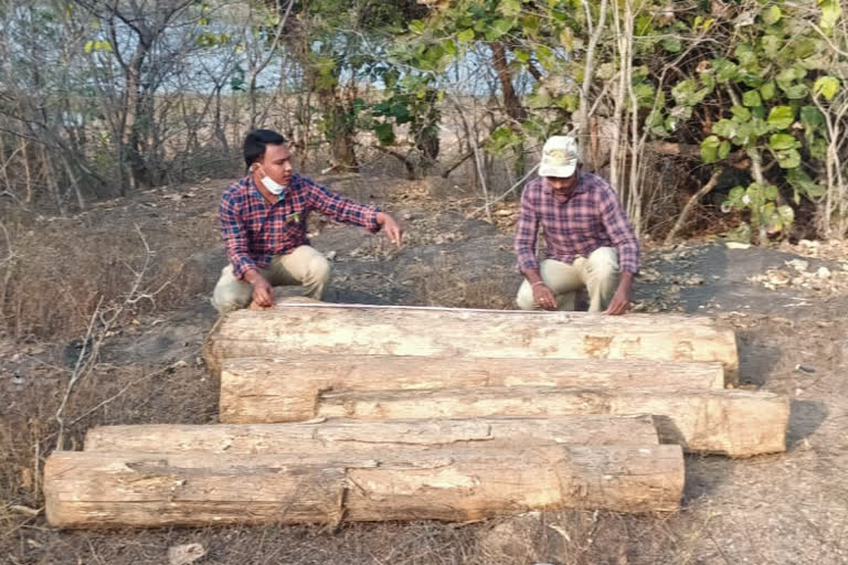 Seizure of six teak logs illegally hidden