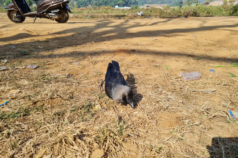 45-myna-3-crows-died-in-bijapur