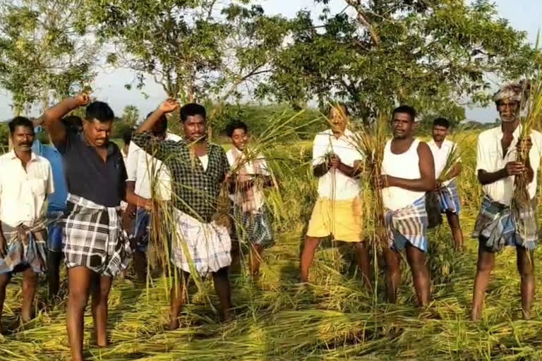 Farmers protest with rotten seedlings in mayiladuthurai