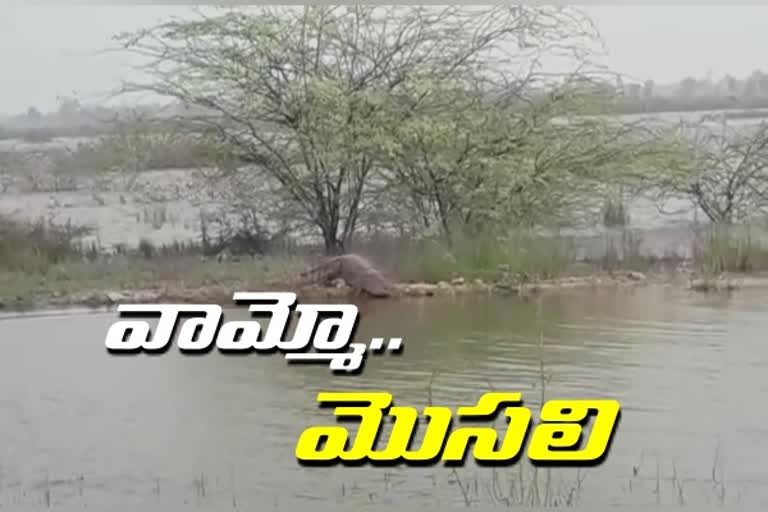 Crocodile in the pond at yanki in narayanapeta district