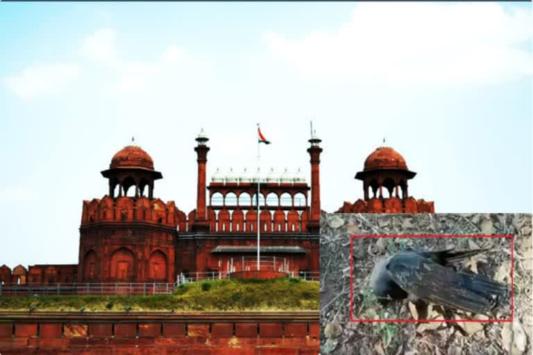 Red Fort shut for public till Jan 26 after sample of dead crow tests positive for bird flu