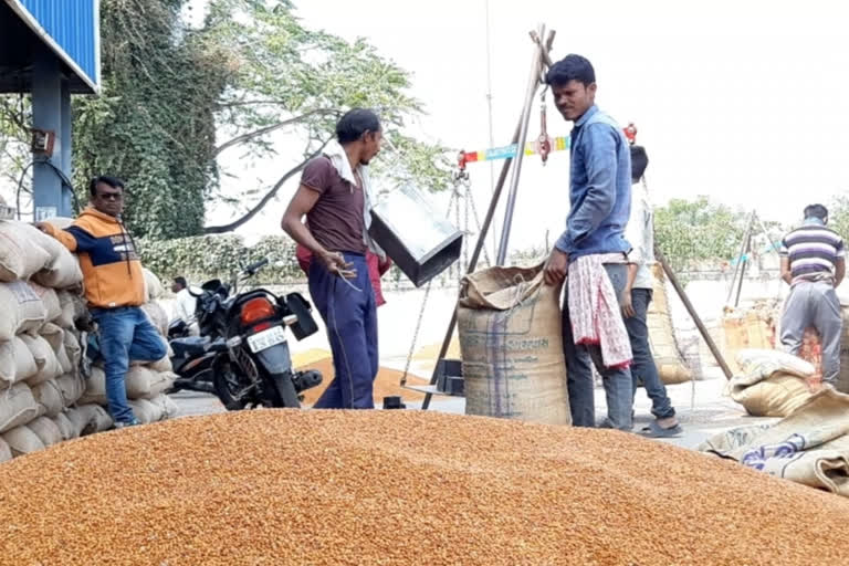 six centers for purchase of pigeon pea  in amravati