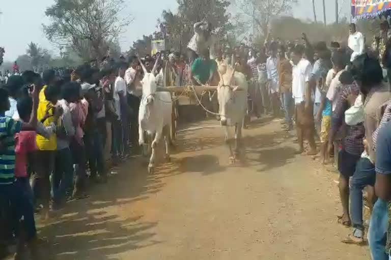 bullock cart race in velugubanda