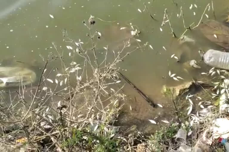 The fish died of a strange disease in rangareddy distrct in a pahilwan lake