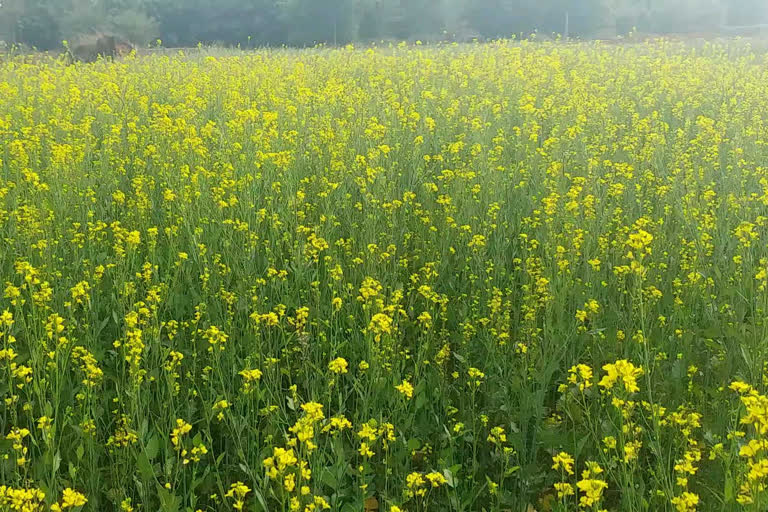 integrated farming in Mundro village of Giridih