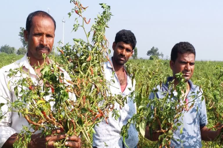 chilli Rotting disease