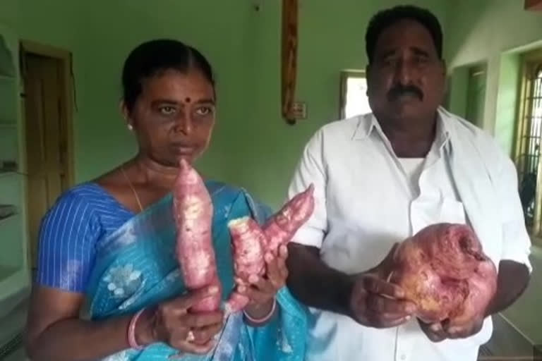 Moram Gadda weighs 4 kg and impresses the locals at  Narayanagudem in Suryapeta District