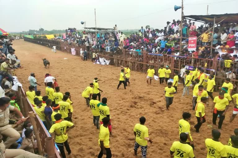 jallikattu