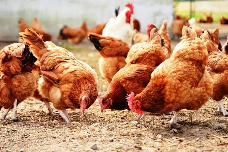 Bazpur Chickens Death