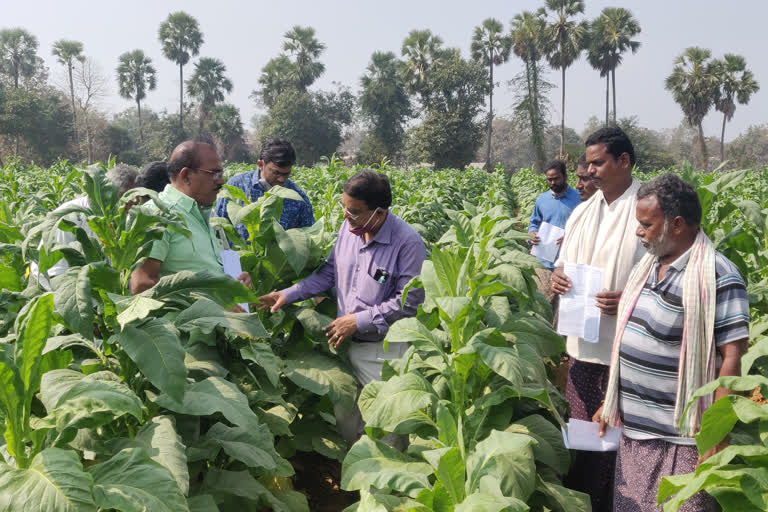 tobacco board instructions for  farmers in west godavari