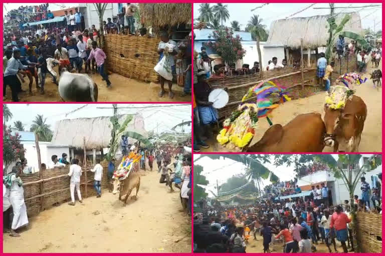 people enjoys cattle festival at chittor district