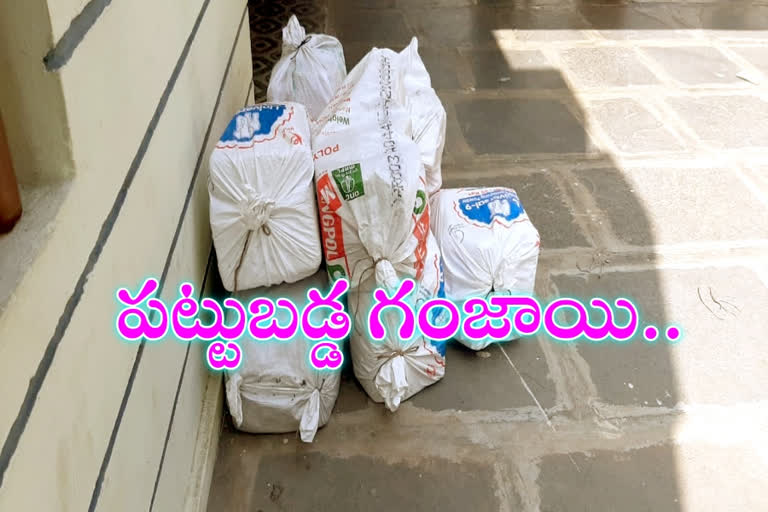 ganja caught in guntur district