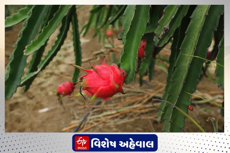 ડ્રેગન ફ્રુટનું નામ કમલમ મુદ્દે રાજકારણ ગરમાયું