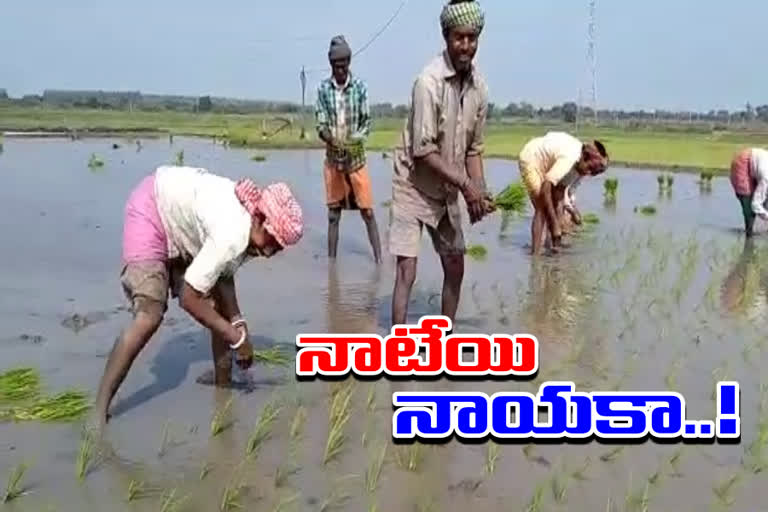 bihar daily wagers done paddy cultivation works in karimnagar district