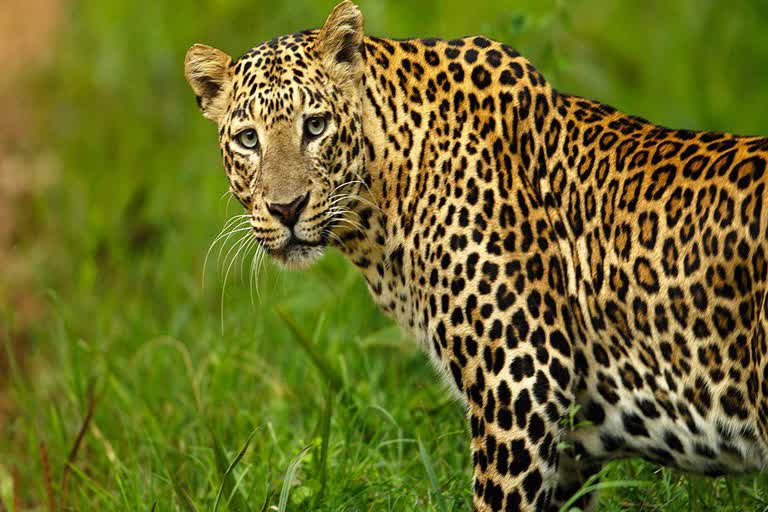 Panther spotted with two cubs, पैंथर का बारां में बढ़ रहा कुनबा