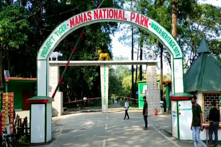 as_bar_urkhao-goura-brahma-visitis-manas-national-park_vis_AS_10030