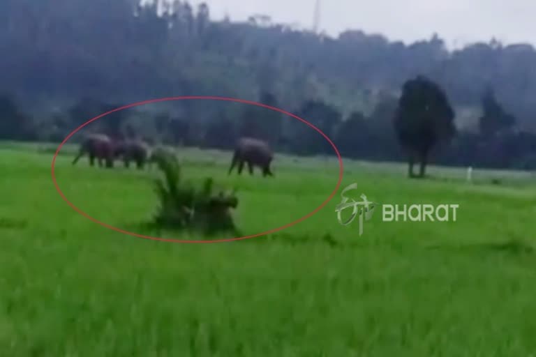 forest officers start their work for capture of elephant