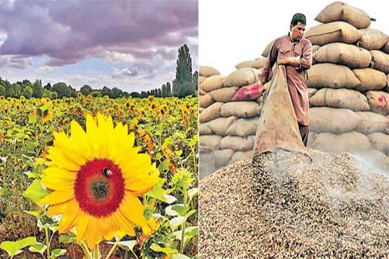 oil seeds production in india