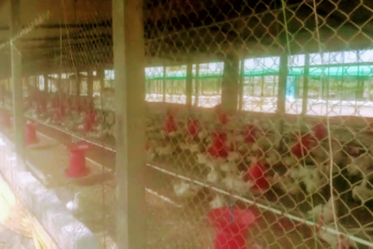 hens died from unknown disease in Malangaon sangli