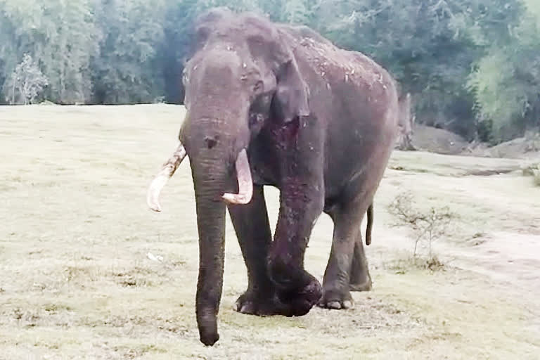 Injured elephant dies due to severe ear burn in Tamil Nadu