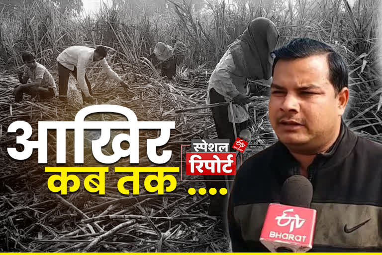 special story on sugarcane farmer of moradabad