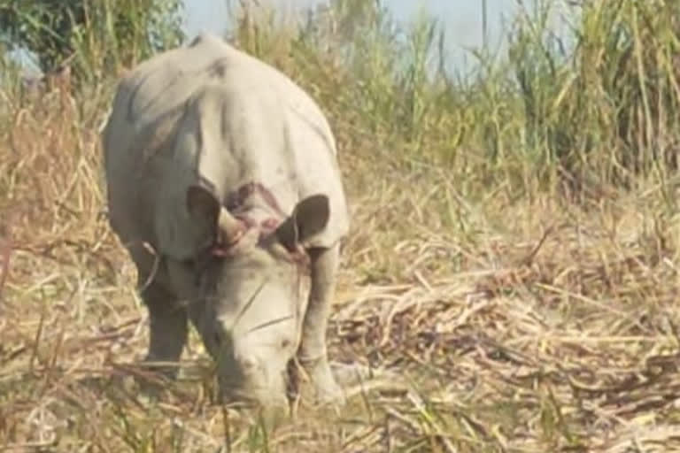 बेतिया