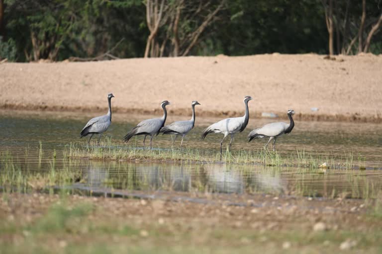 kurjan bird in jaisalmer,  kurjan bird