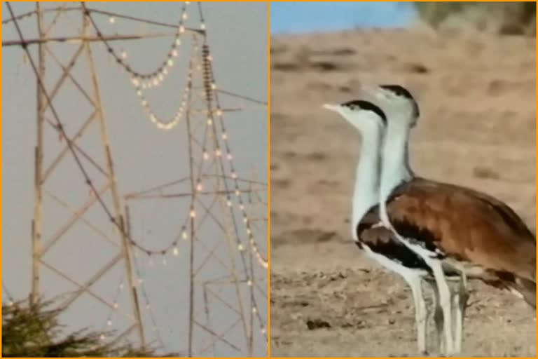 Godavan dies after hitting high-tension wires,  Bird diverters being installed in Jaisalmer