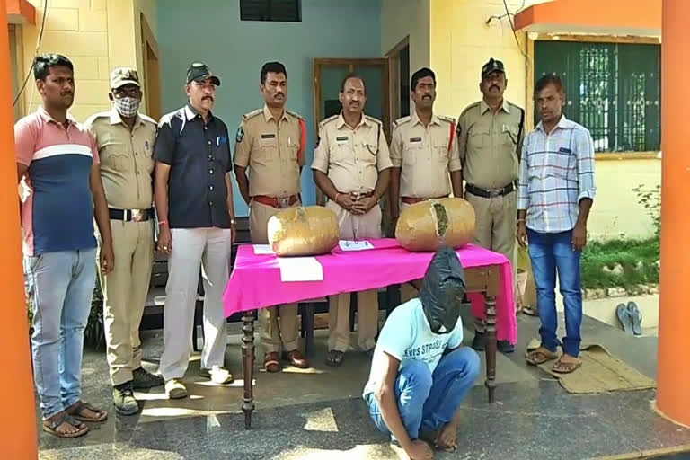 illegal cannabis carrying men caught by chilamathur police