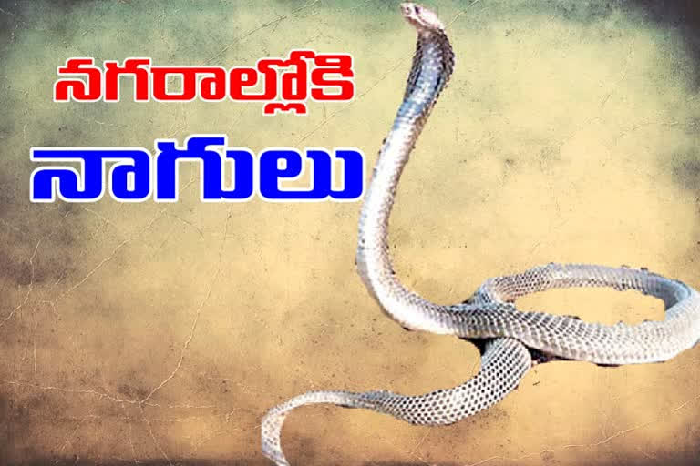 venomous snakes is increasing in hyderabad