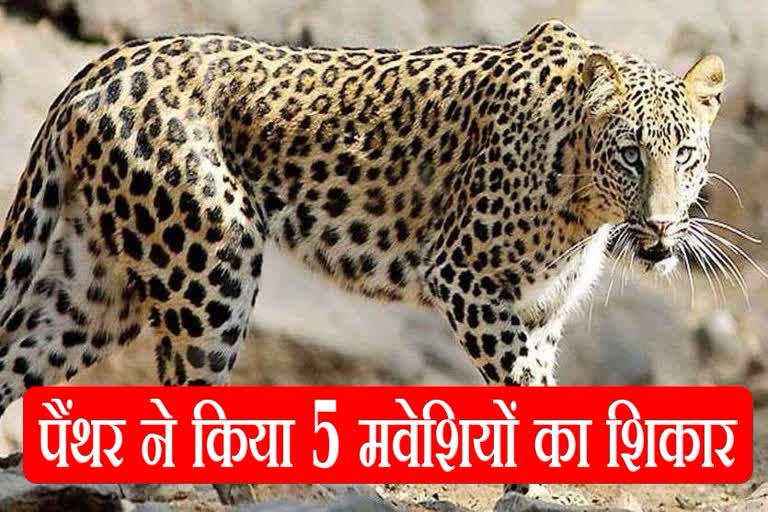 Panther Attack in Mount Abu, Panther Attack