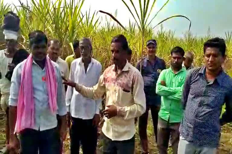 no-road-to-transport-sugarcane-crop-to-factory