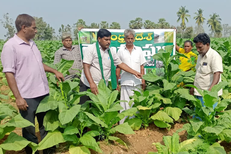 ap farmers association on drip irrigation