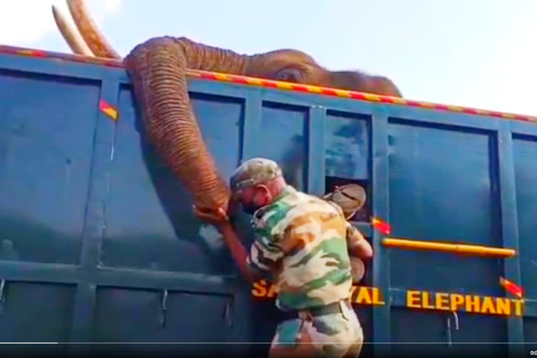 Tamil Nadu Forest Ranger's Tearful Goodbye To Elephant In Heart